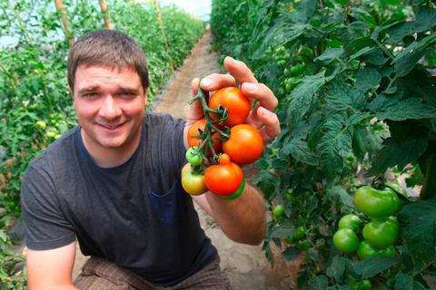 Auf einem Feld der Familie Schüttler, hier Juniorchef Kai Schüttler, können Kunden unter anderem zwischen zehn verschiedenen Sorten Tomaten wählen. Foto: Karl-Heinz Bärtl 