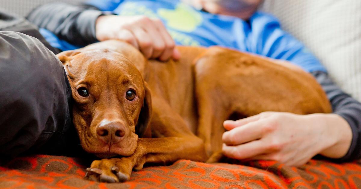 Wie können Tiere der Seele helfen?