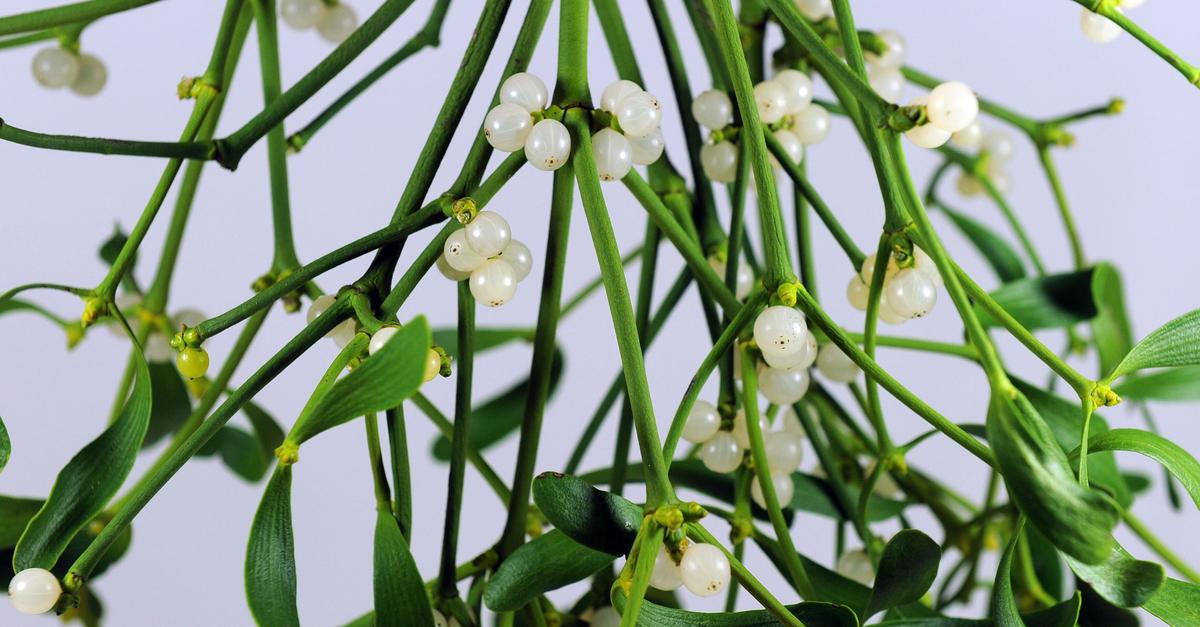 Božične rastline, kot so božična zvezda, omela in bodika, so lahko nevarne za otroke