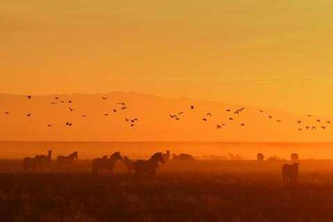Ein beliebtes Fotomotiv für Safari-Touristen: Die Morgenröte in der Serengeti. Foto: Win Schumacher