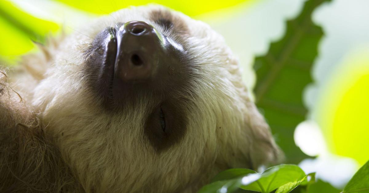 7-Tiere-die-man-im-Dschungel-Costa-Ricas-sieht