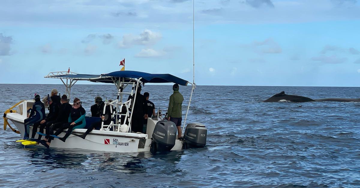 Wo-Buckelwale-springen-schnauben-und-mit-Menschen-spielen