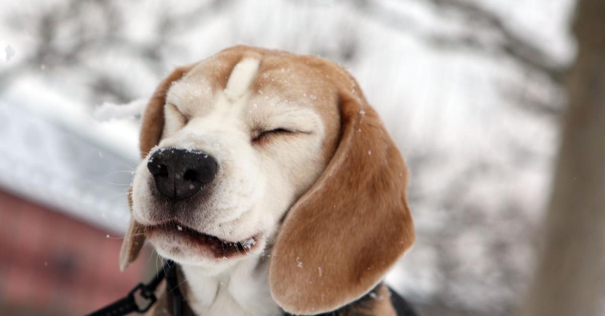 Erster-Winter-Tipps-f-r-frischgebackene-Hundehalter