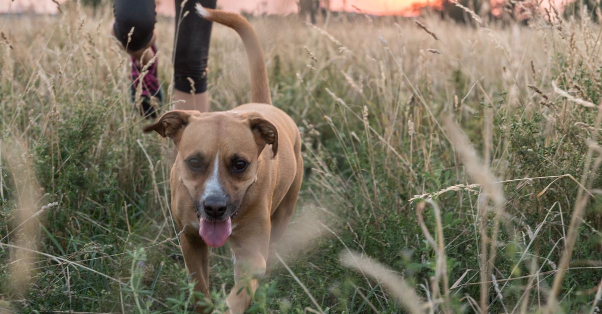 Riesenbärenklau kann für Hund und Katze gefährlich werden