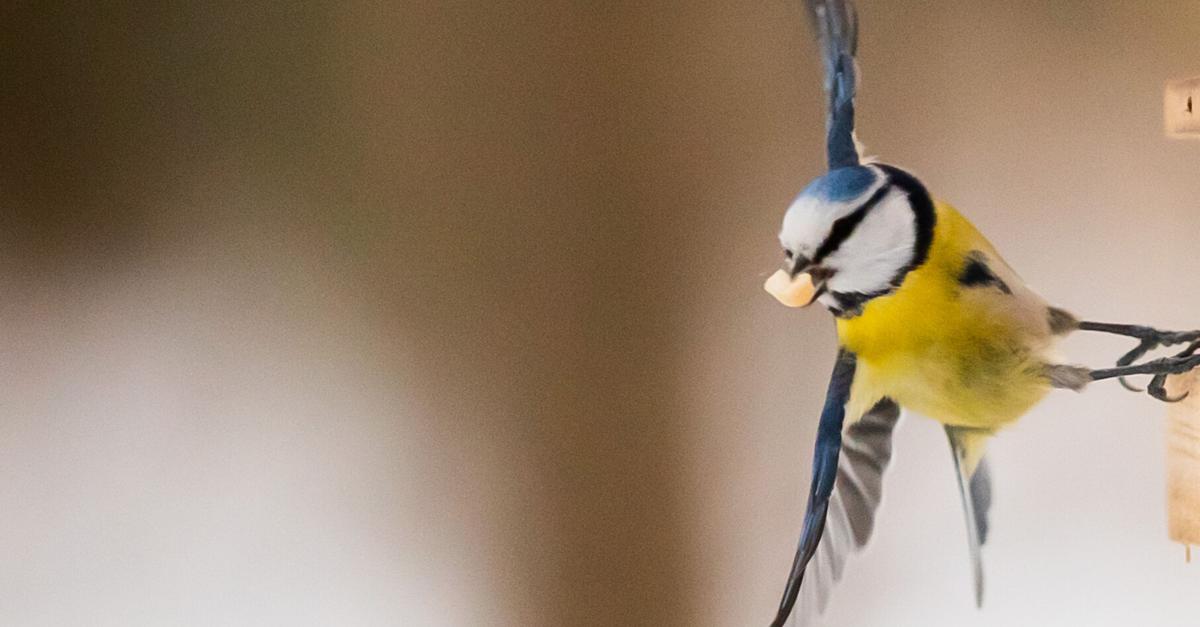 Nasvet za recept: Izdelava domačih keksov za ptice