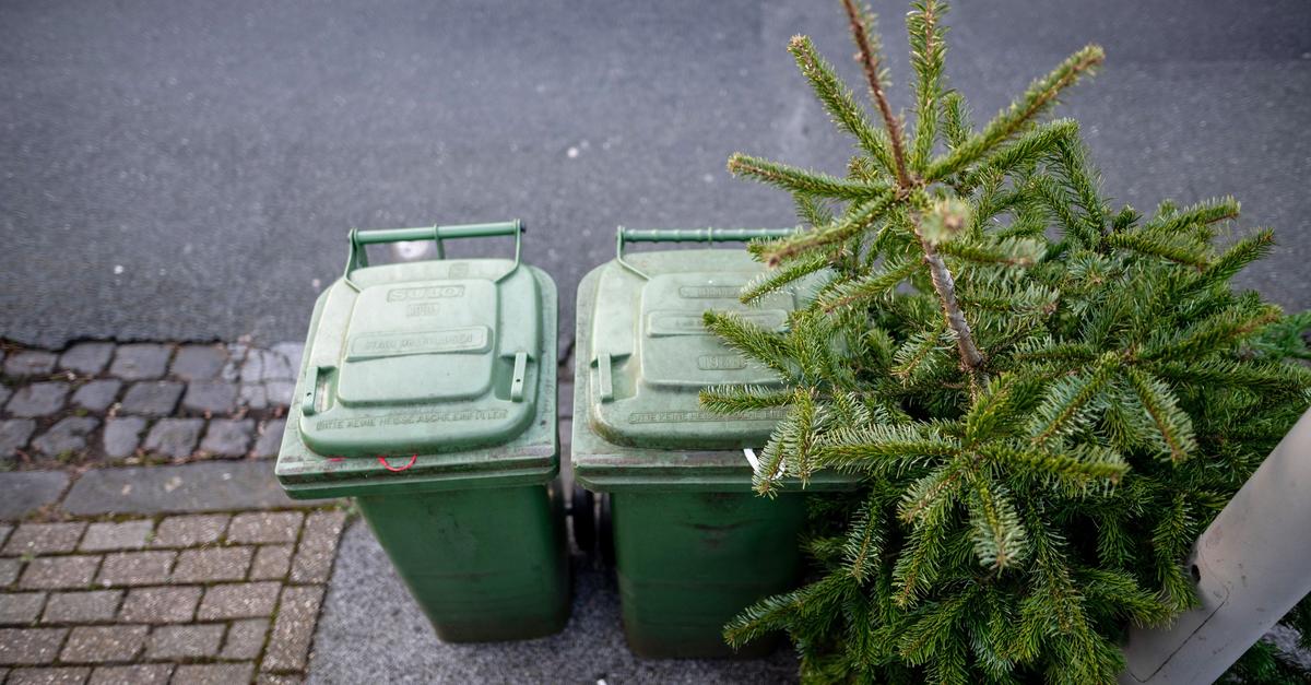 Wann-die-Weihnachtsb-ume-im-Untertaunus-abgeholt-werden