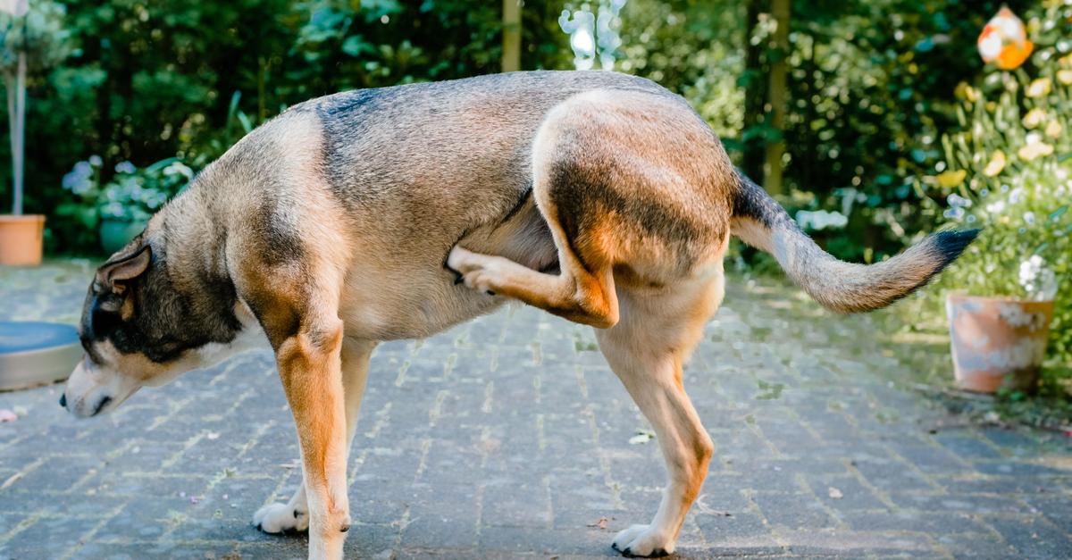 Juckt-s-Hautprobleme-beim-Hund-erkennen