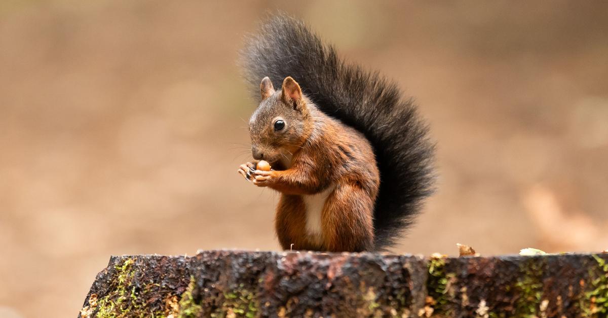 Unterschlupf-mit-Leckerli-Winterhilfe-f-r-Eichh-rnchen