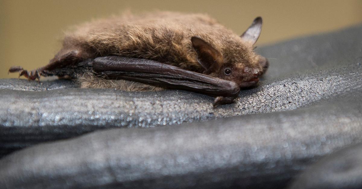 Kaminholz-pr-fen-Im-Stapel-k-nnten-Flederm-use-berwintern