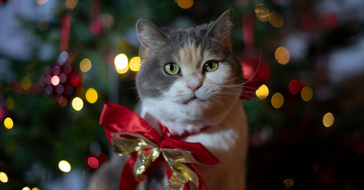 Tierisches-Geschenk-Lieber-Patenschaft-statt-Haustier