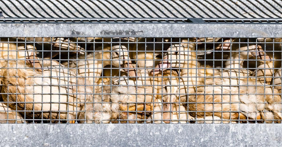 Vogelgrippe-Fast-2-700-Tiere-in-der-Wetterau-get-tet