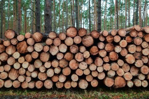Im vergangenen Jahr wurde in deutschen Wäldern 78,7 Millionen Kubikmeter Holz eingeschlagen.