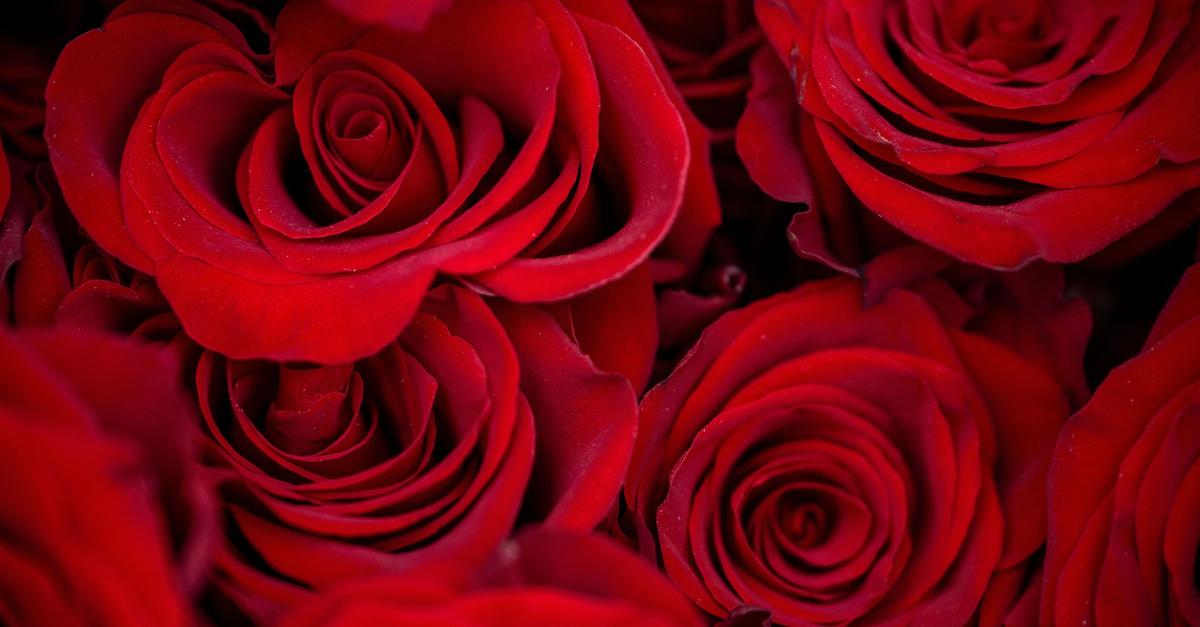 Zum-Valentinstag-wollen-weniger-Menschen-Geschenke-kaufen