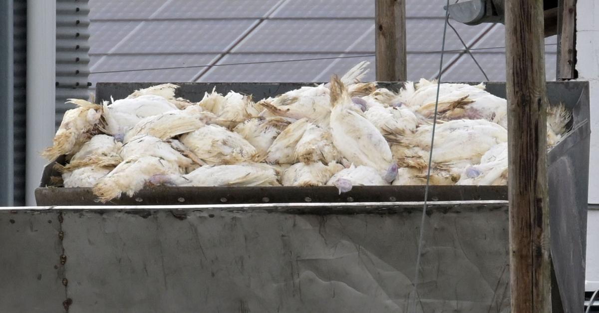 Vogelgrippe breitet sich aus – Geflügelhalter fordern Schutz