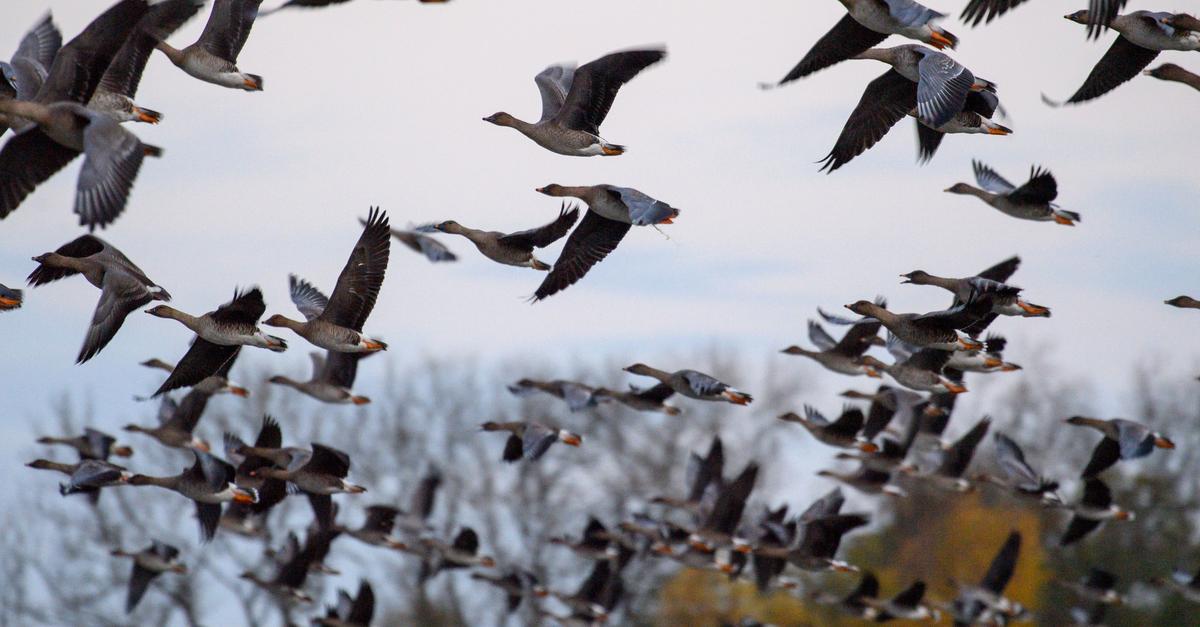 Vogelzug verschärft Virusgefahr – 400.000 Nutztiere getötet