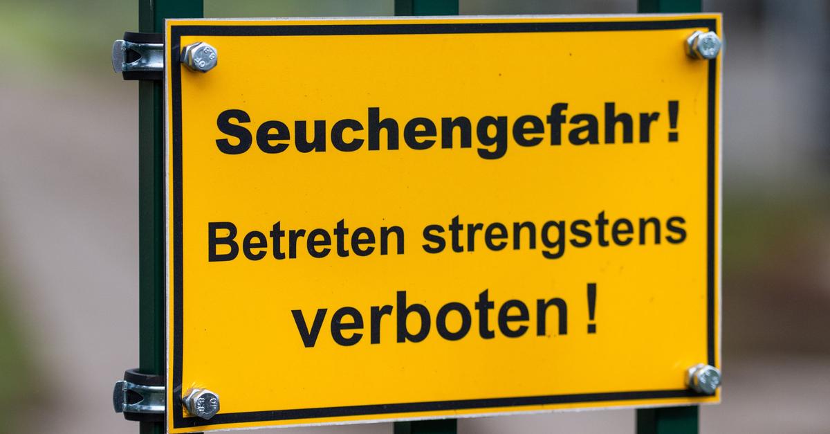 Geflügelpest bleibt akut – Experten sehen keine Entspannung