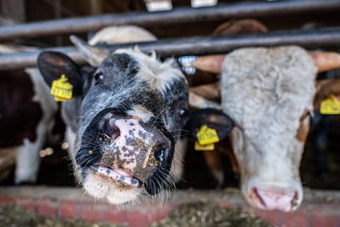Bundesagrarministerin Julia Klöckner (CDU) will „eine Art Generationenvertrag“ für den Umbau der Tierhaltung. Foto: dpa