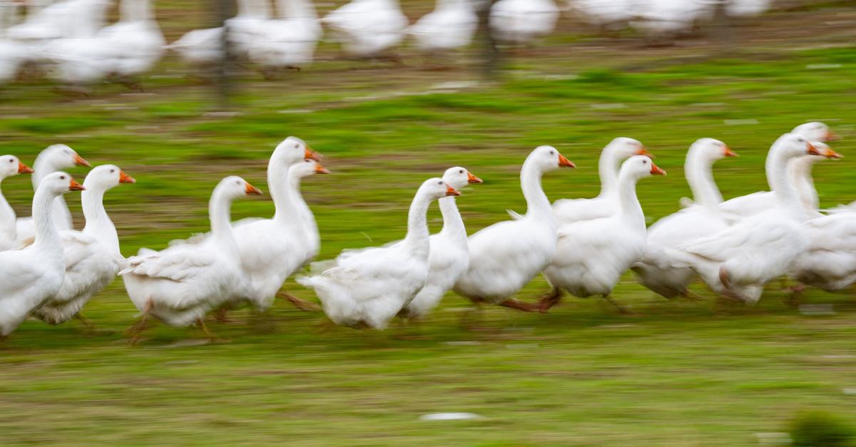 Deutsche-Weihnachtsgans-kann-knapp-werden-Wild-beliebter-