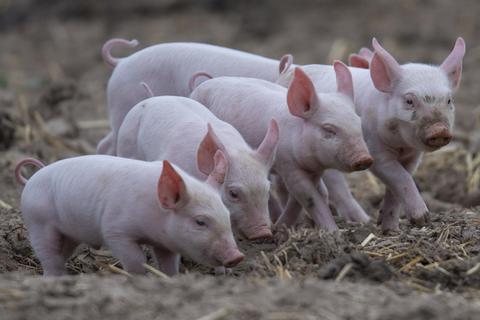 Die Zahl der in Deutschland gehaltenen Schweine ist auf den niedrigsten Stand seit der Wiedervereinigung gesunken. Foto: dpa