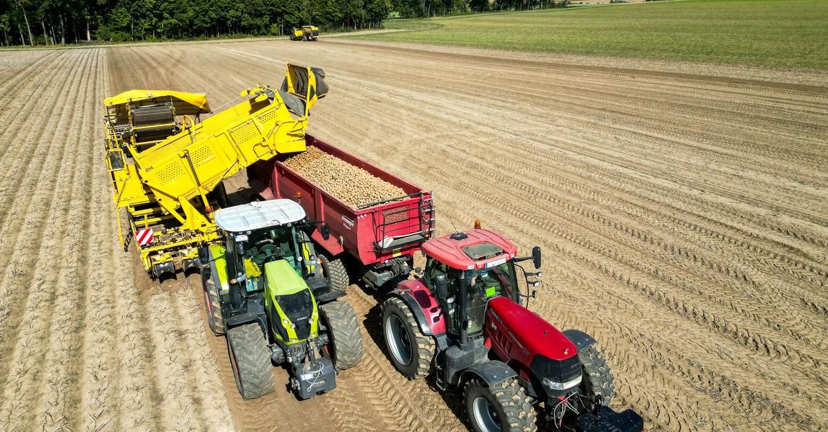Top-Kartoffelernte-aber-die-Verbraucher-profitieren-kaum